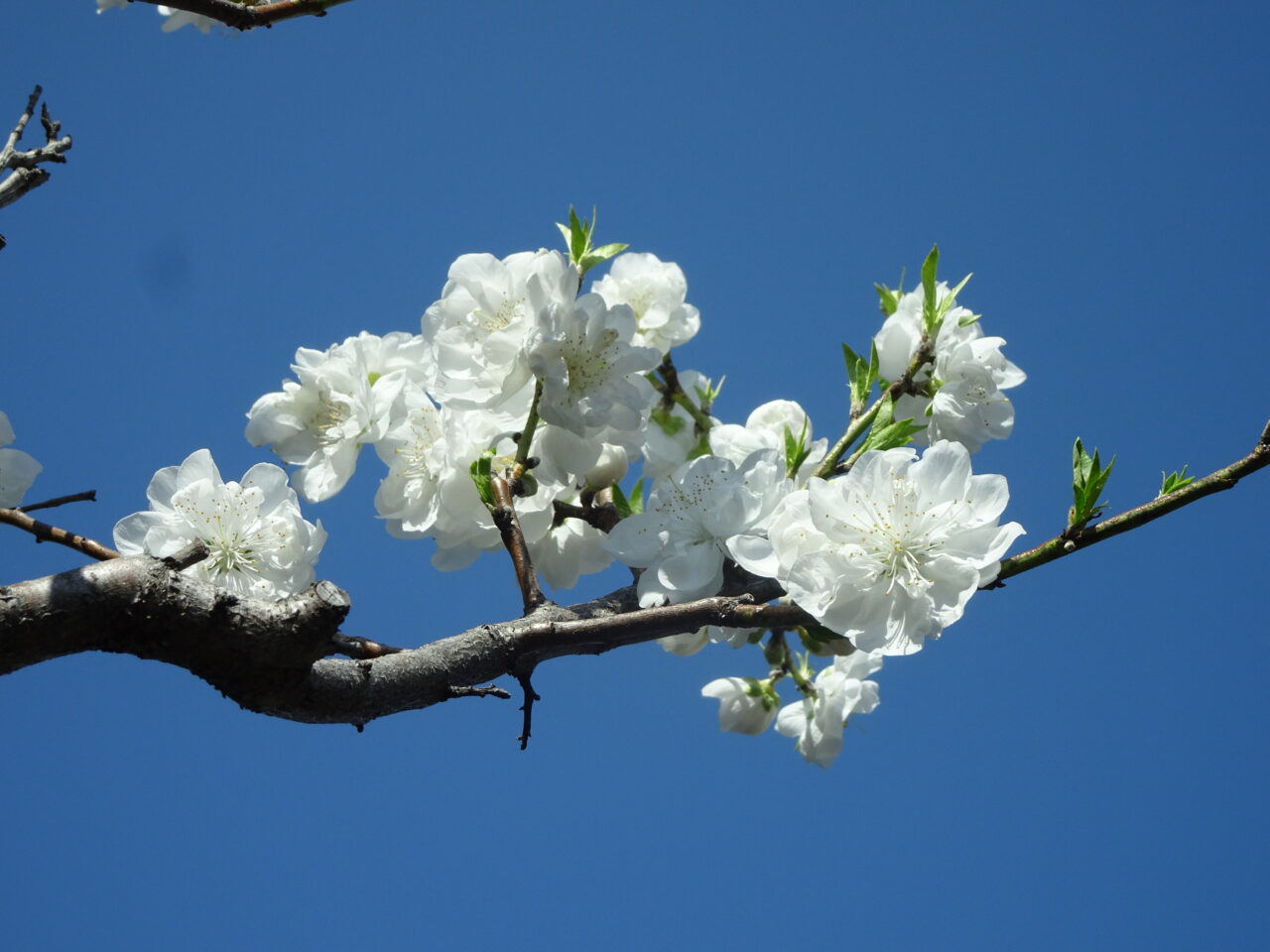 2026年3月の行事予定!