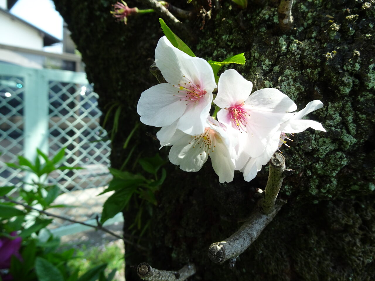 2026年４月の行事予定！