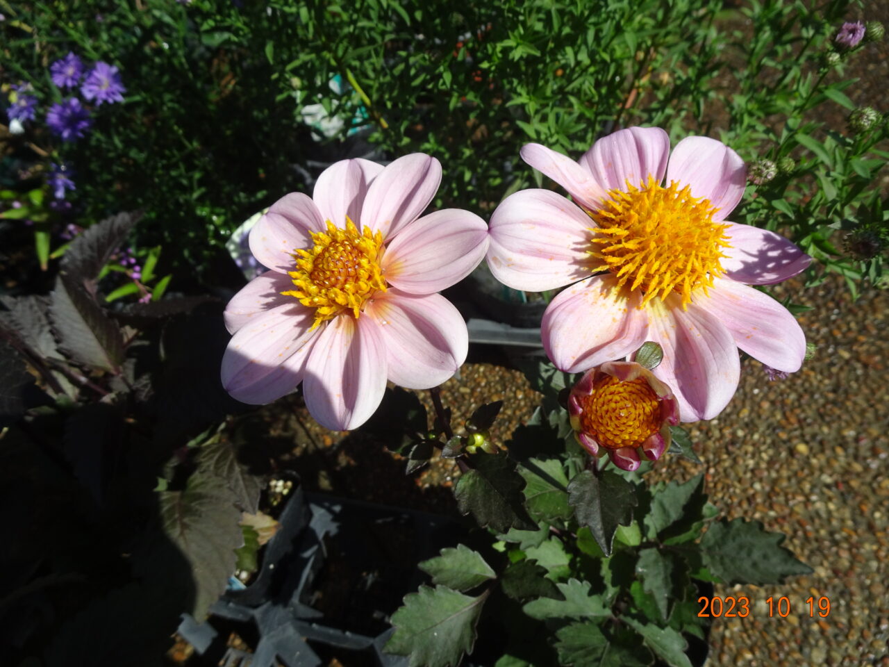 11月以降の行事予定！